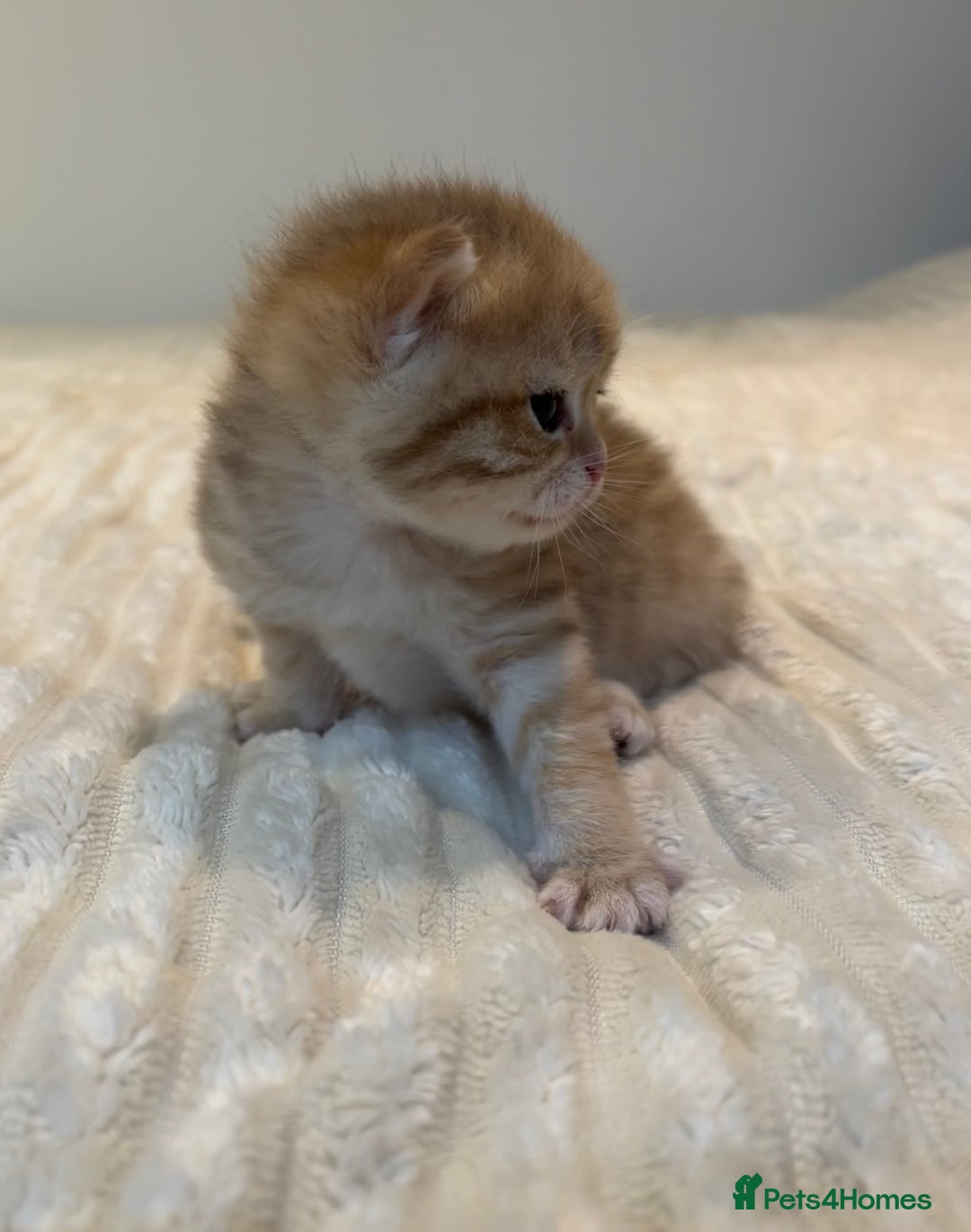 British Shorthair cats for sale: TICA Reg Beautiful Golden & Golden Tabby Bsh  - Image 19