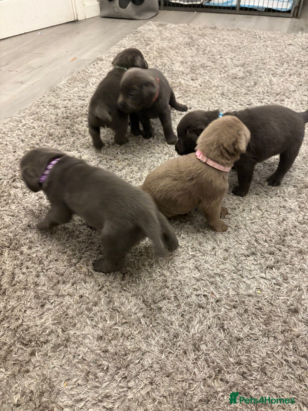 Labrador Retriever dogs for sale: Stunning Charcoal Labrador puppies - Image 2
