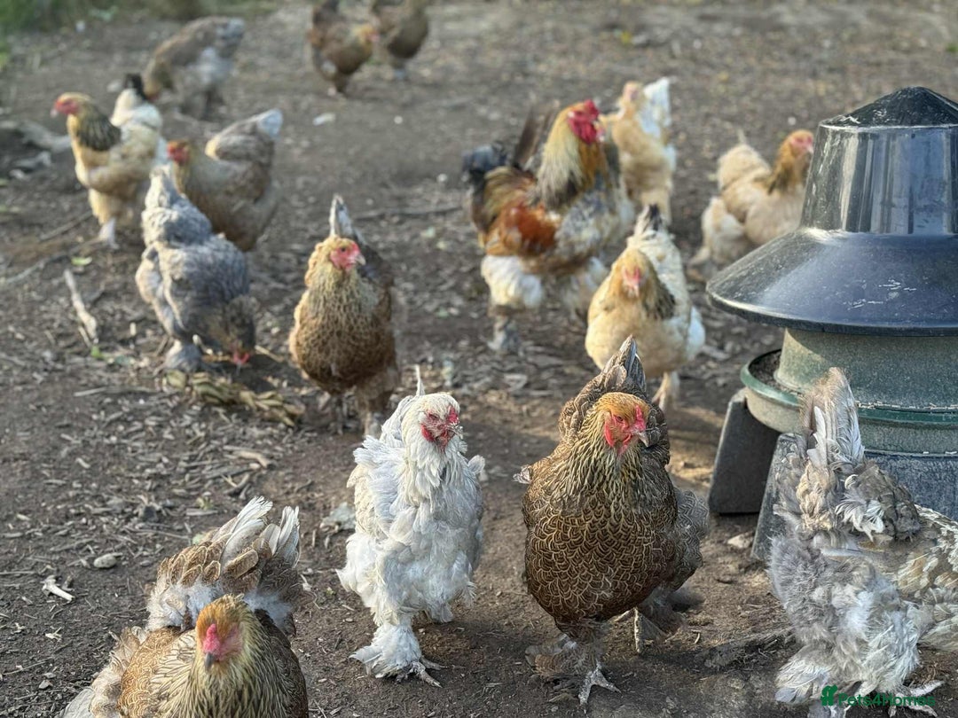 Chickens poultry for sale: Large Brahma hens available - Image 6