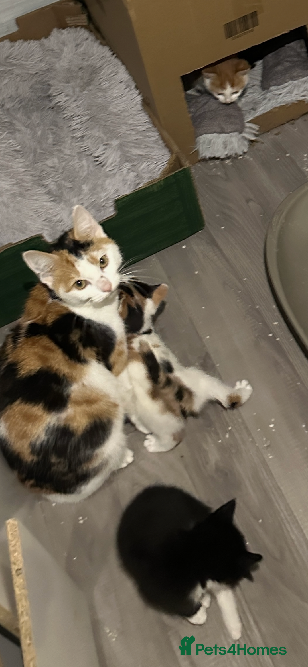 Mixed Breed cats for sale: Cute kittens ready to leave now!! - Advert 6