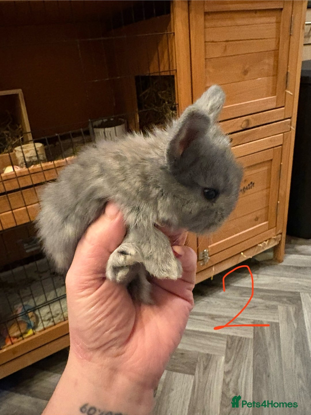 Mini Lop rabbits for sale: mini lops  - Advert 4