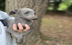 Whippet dogs for sale: 100% SHOW TYPE KC REGISTERED BLUE - Image 1