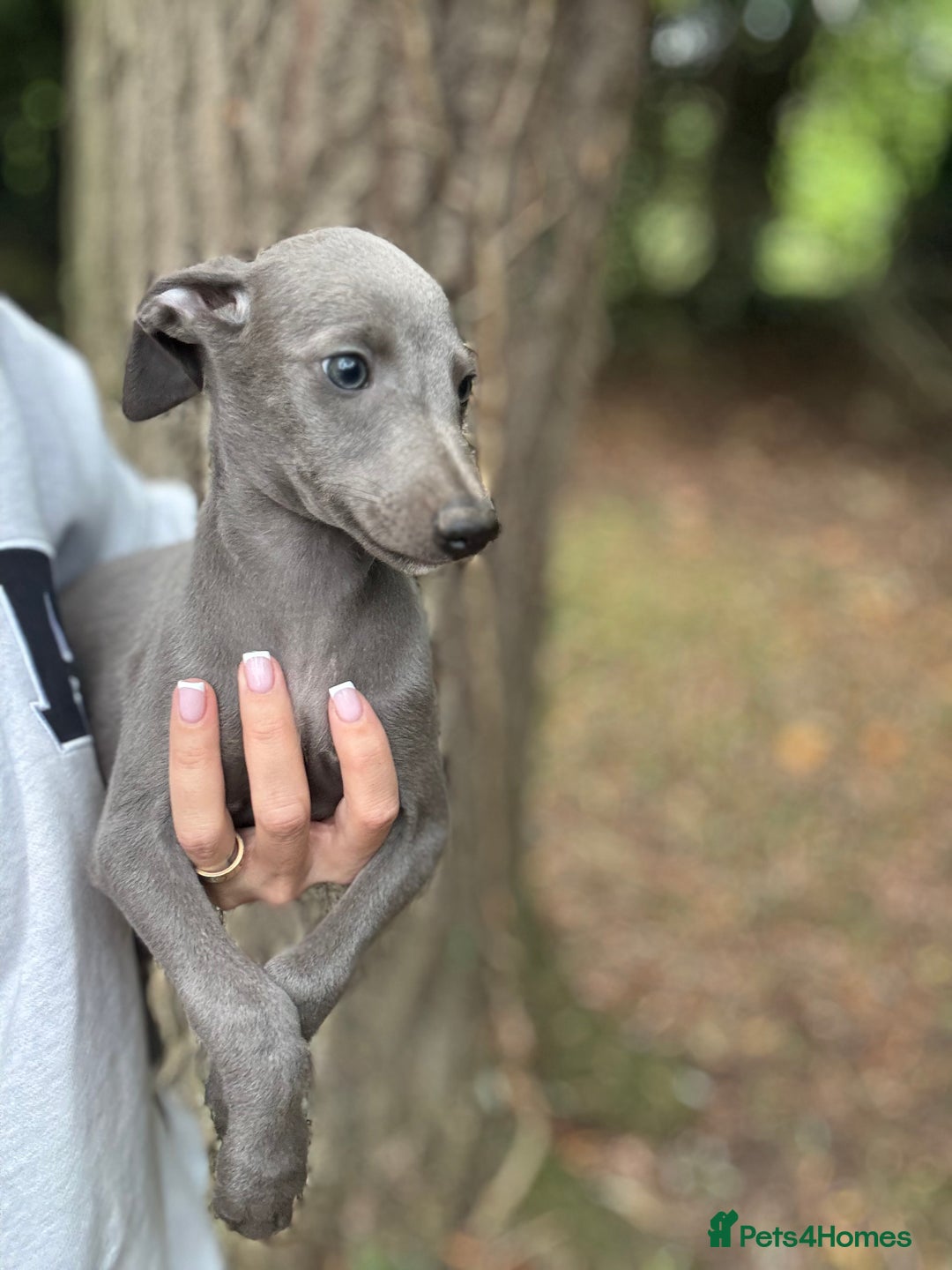 Whippet dogs for sale: 100% SHOW TYPE KC REGISTERED BLUE - Image 1