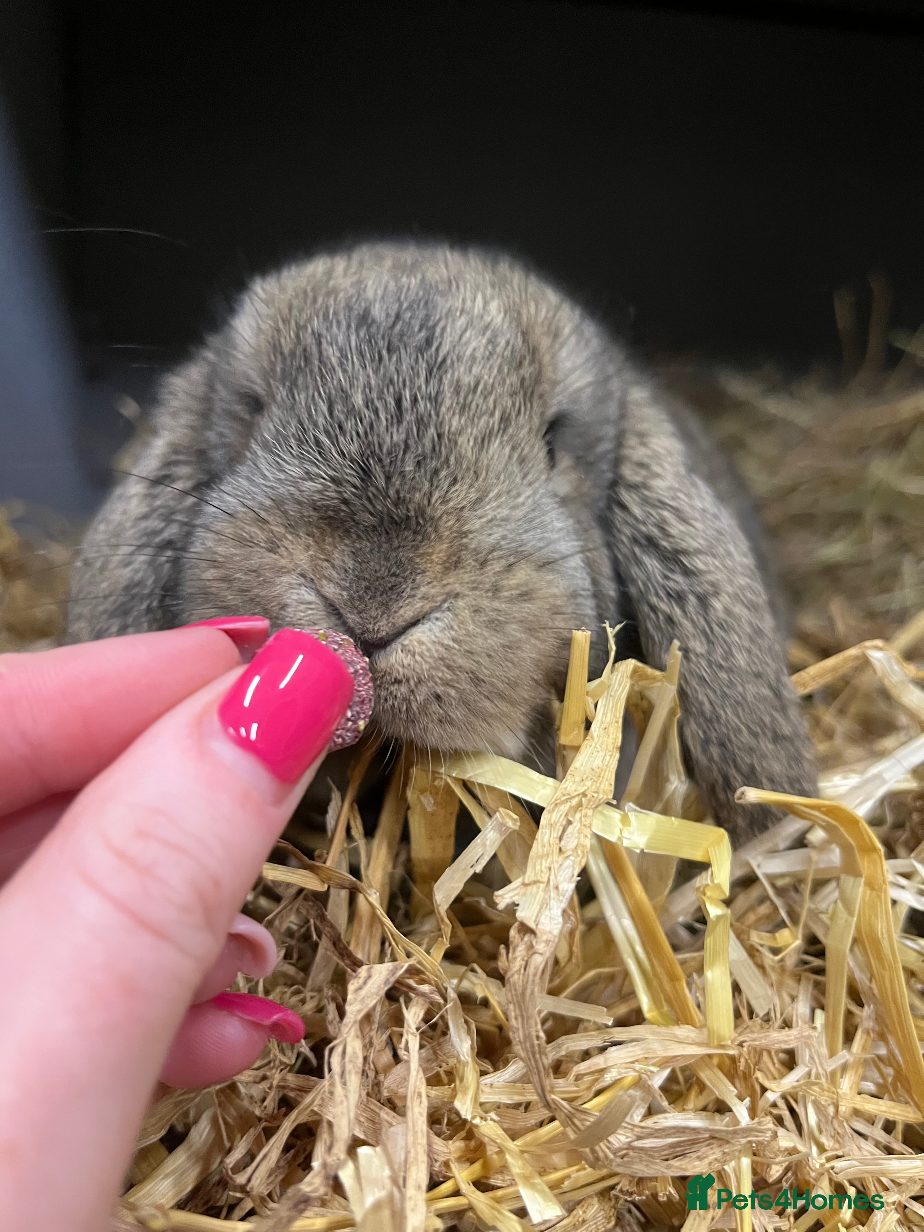 Mini Lop rabbits Mini Lop Bunnies - Advert 2