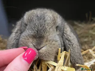 Mini Lop rabbits Mini Lop Bunnies - Advert 2