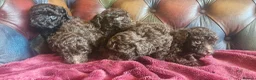 Toy Poodle dogs for sale: Gorgeous toy poodle pupps.health tested parents  - Advert 10