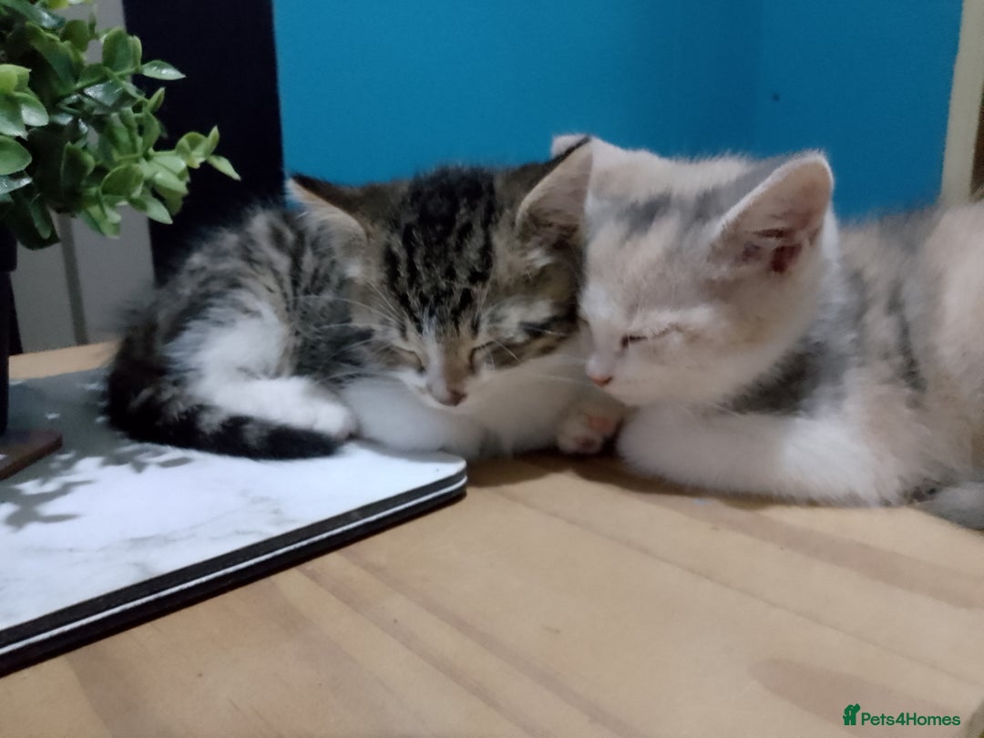 Mixed Breed cats for sale: Beautiful hand reared kittens  - Image 8