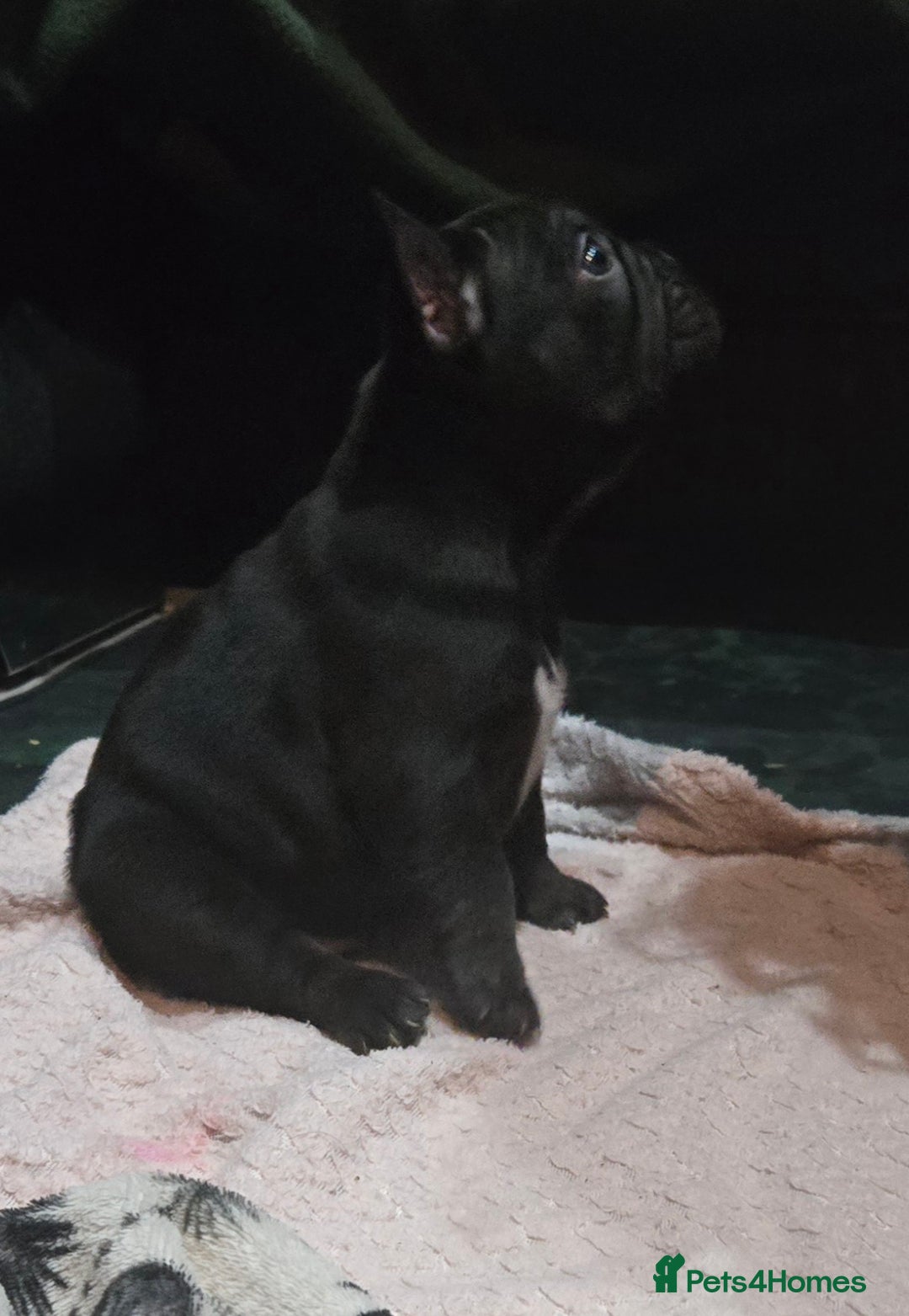 French Bulldog dogs for sale: French bulldog pups ready in 2 weeks - Advert 7