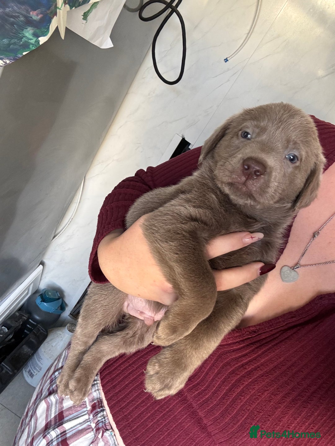 Labrador Retriever dogs for sale: Stunning silver Labradors  - Image 15