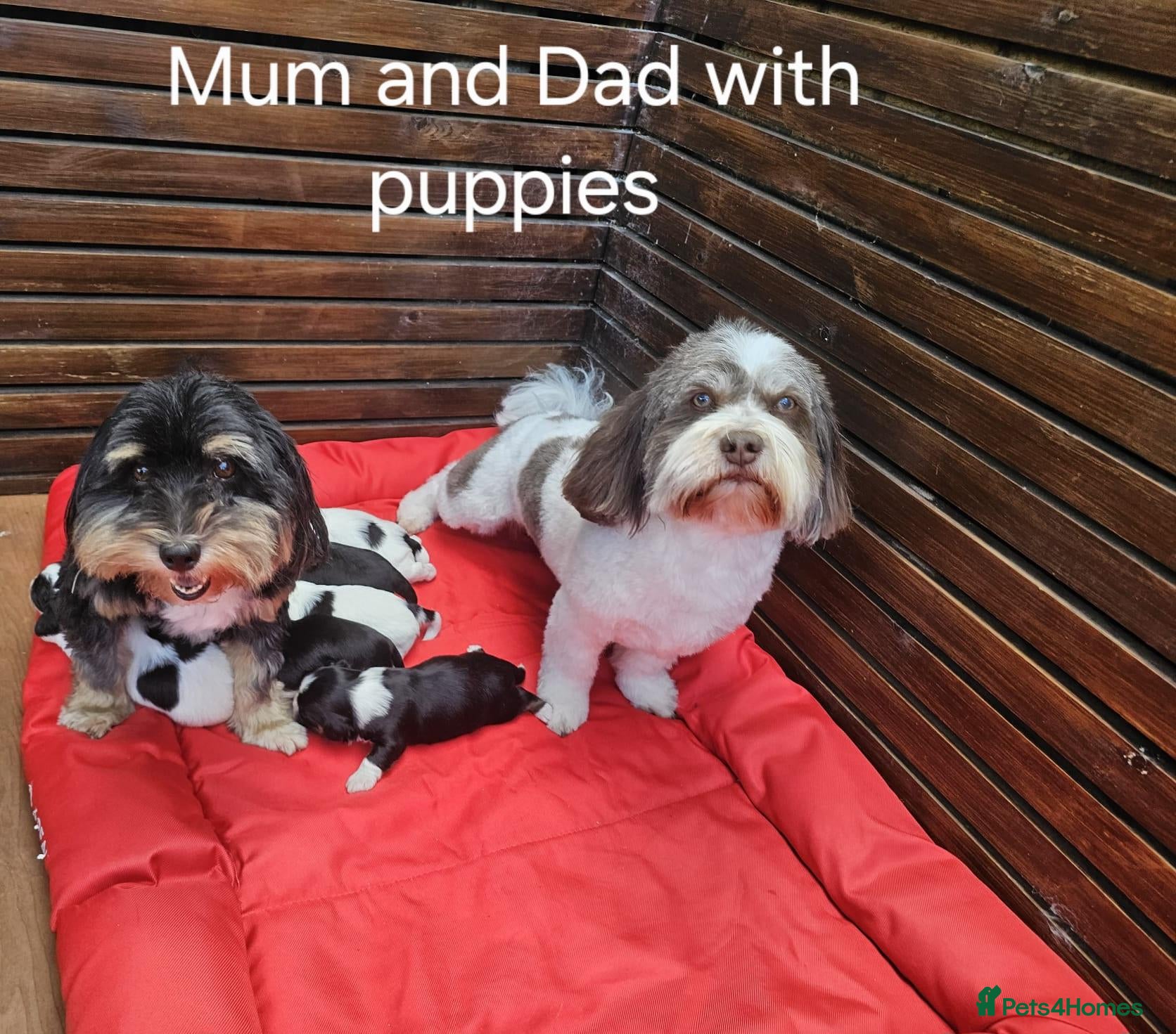 Havanese dogs for sale: Stunning Havanese Puppies - Advert 1