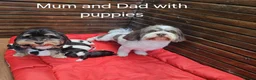 Havanese dogs for sale: Stunning Havanese Puppies - Advert 1