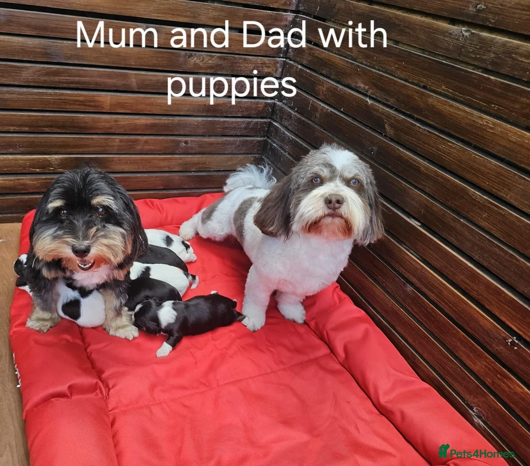 Havanese dogs for sale: Stunning Havanese Puppies - Advert 1