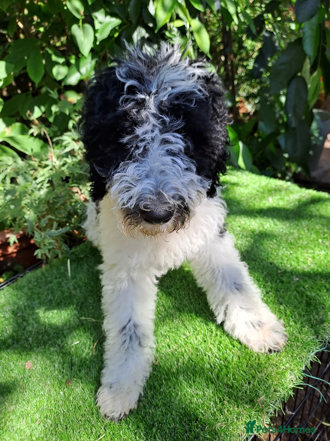 Labradoodle dogs for stud: PROVEN Healthy Labradoodle STUD - HYPOALLERGENIC   - Advert 21