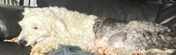 Old English Sheepdog dogs for sale: Kc Registered Old English Sheepdogs  - Advert 1