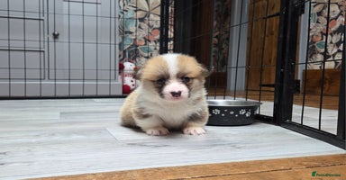 Welsh Corgi Pembroke dogs Stunning KC Registered Babies Available.  - Advert 14