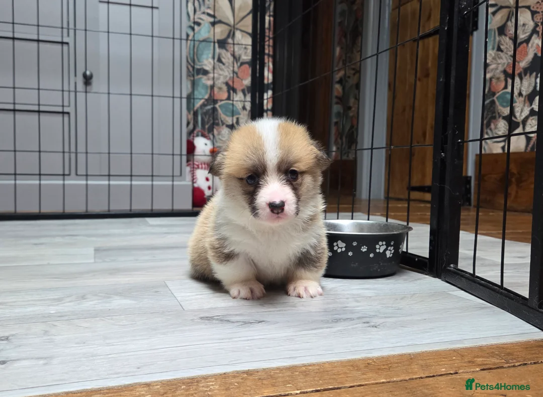 Welsh Corgi Pembroke dogs for sale: Stunning KC Registered Girl Dove Available.  - Advert 23