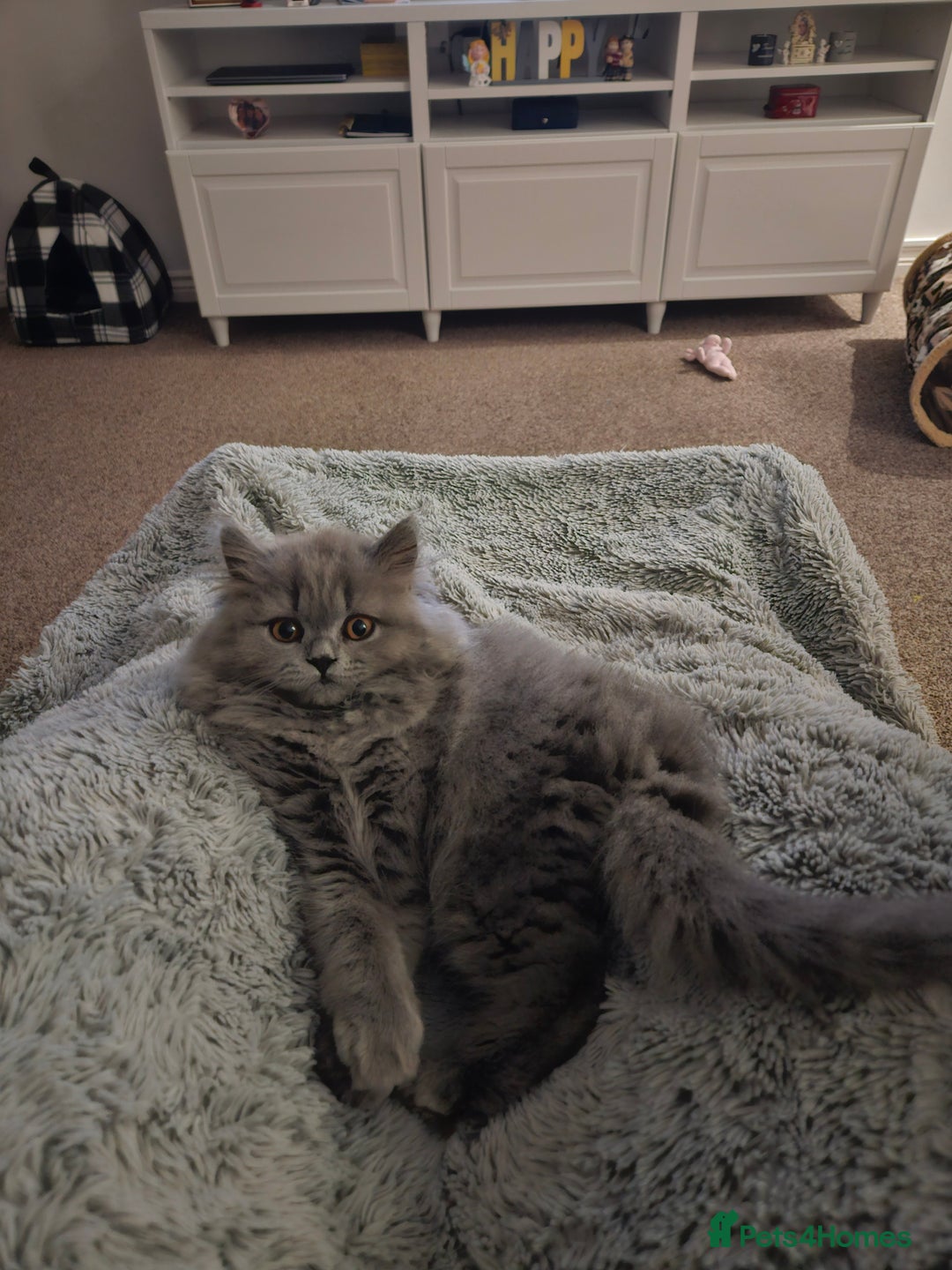 British Longhair cats for sale: Gorgeous GCCF long-haired British girl  - Image 12