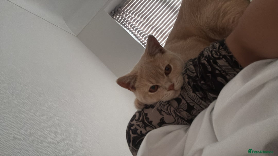 British Shorthair cats for sale: 2 beautiful cats for sale  - Advert 4