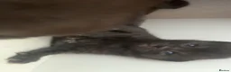 British Shorthair cats for sale: chocolate brown kittens - Advert 8