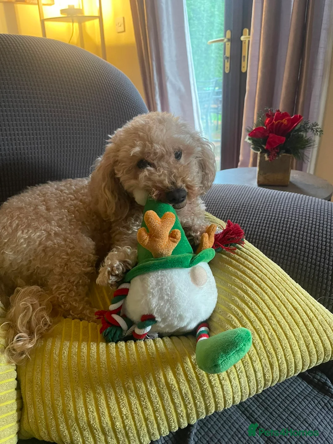 Poochon dogs for sale: F1B poochons 5xgirls 2xboys  - Advert 1