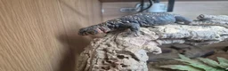 Mixed Breed invertebrates for sale: Reptile, lizards, crested gecko, snake collection  - Advert 3