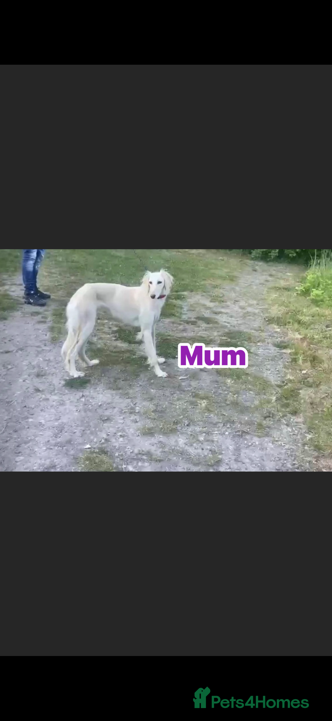 Saluki dogs for sale: KC registered saluki puppies (American bloodlines) - Image 8