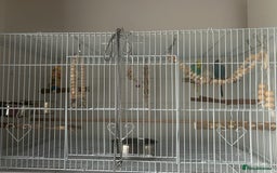 Budgerigars birds for sale: 1 female and 1 male budgies with full setup  - Image 2