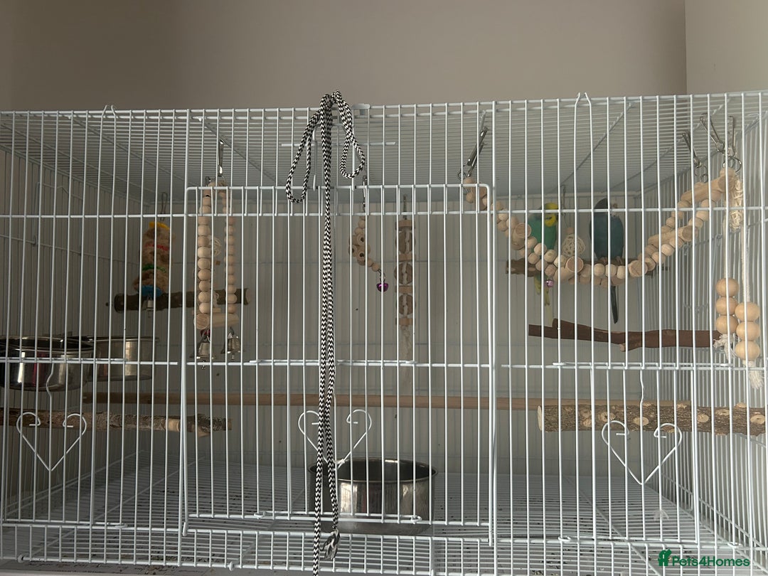 Budgerigars birds for sale: 1 female and 1 male budgies with full setup  - Image 2