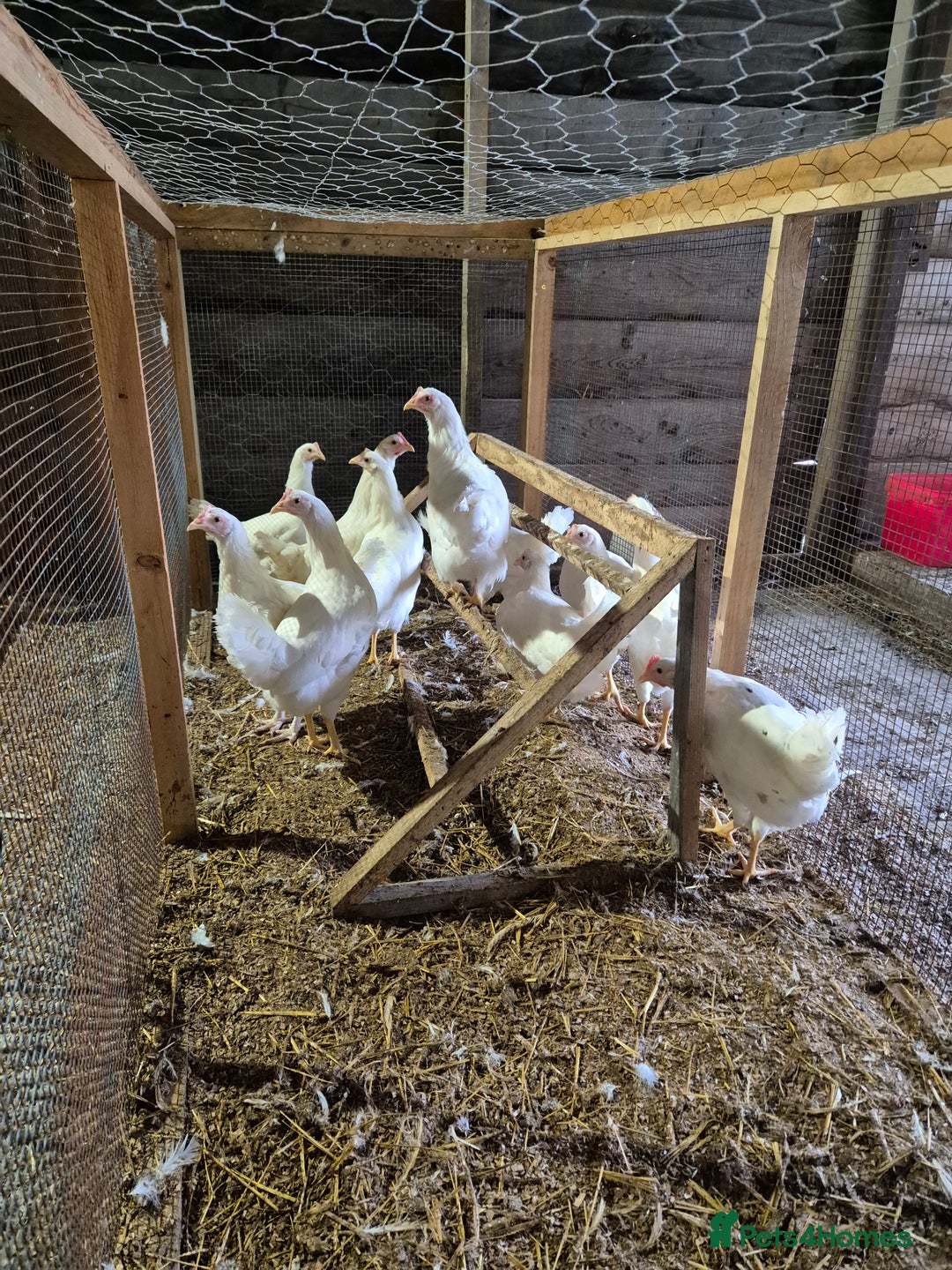 Chickens poultry for sale: Chickens for sale - Image 15