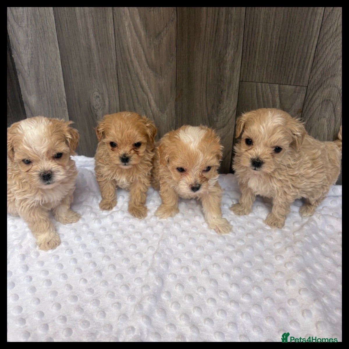 Maltipoo dogs Stunning tiny maltipoo puppies  - Advert 17