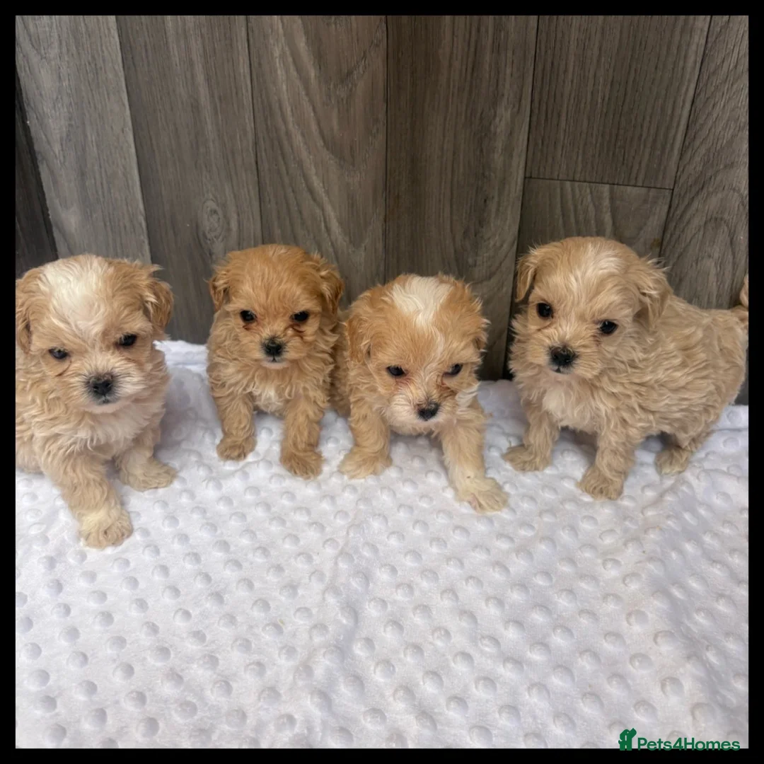 Maltipoo dogs for sale: Stunning maltipoo puppies - Advert 2
