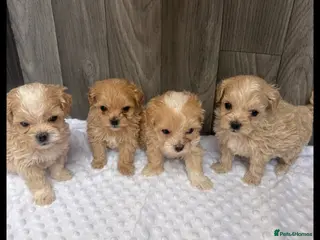 Maltipoo dogs Stunning tiny maltipoo puppies - Advert 3