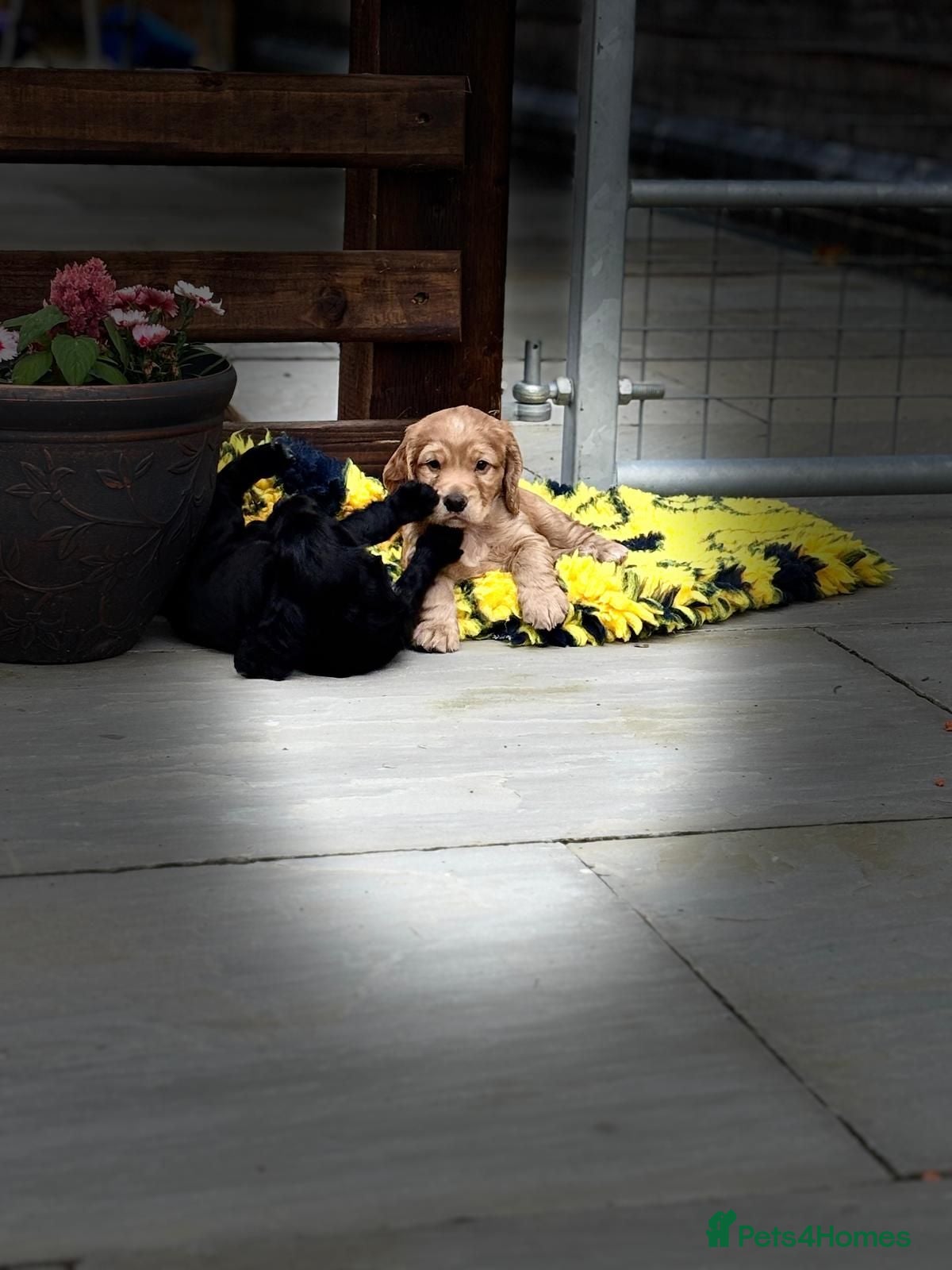 Cocker Spaniel dogs Kc reg working cocker puppies - Advert 4