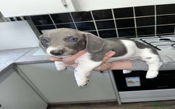 Dachshund dogs for sale: 🩶Silver miniature dachshunds litter READY TO GO🩶 - Image 22