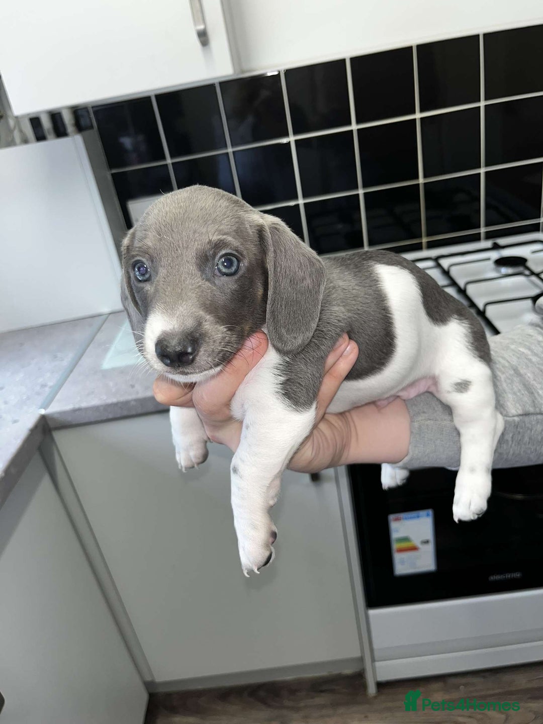 Dachshund dogs for sale: 🩶Silver miniature dachshunds litter READY TO GO🩶 - Image 22