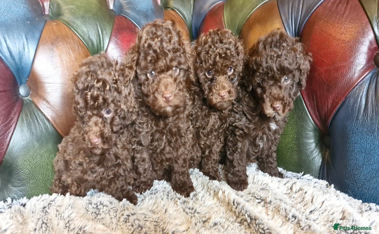 Toy Poodle dogs Gorgeous chocolate tiny toy poodles  - Advert 2
