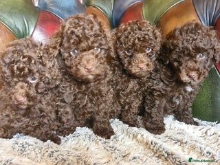 Toy Poodle dogs Gorgeous chocolate tiny toy poodles - Advert 2
