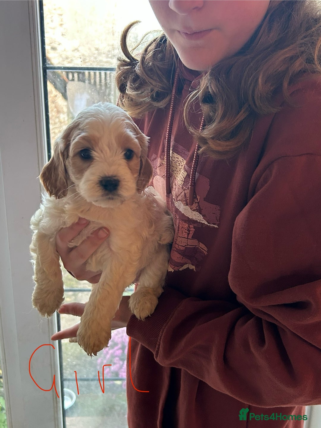 Cavapoo dogs for sale: Beautiful Cavapoo puppies  - Advert 15