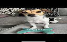 Jack Russell dogs for sale: Bonnie the jack russell  - Image 2