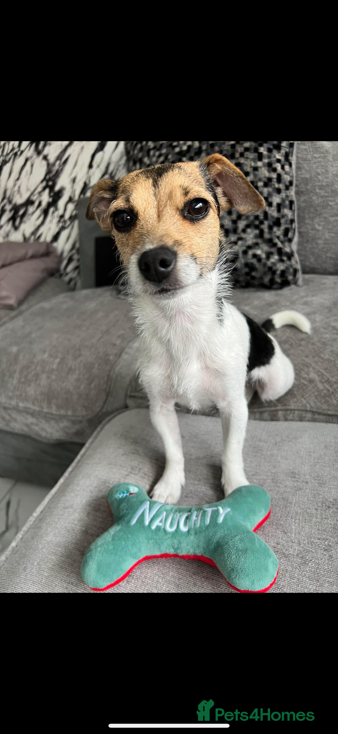 Jack Russell dogs for sale: Bonnie the jack russell  - Image 2