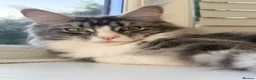 Maine Coon cats for sale: Maine coon sisters - Advert 5