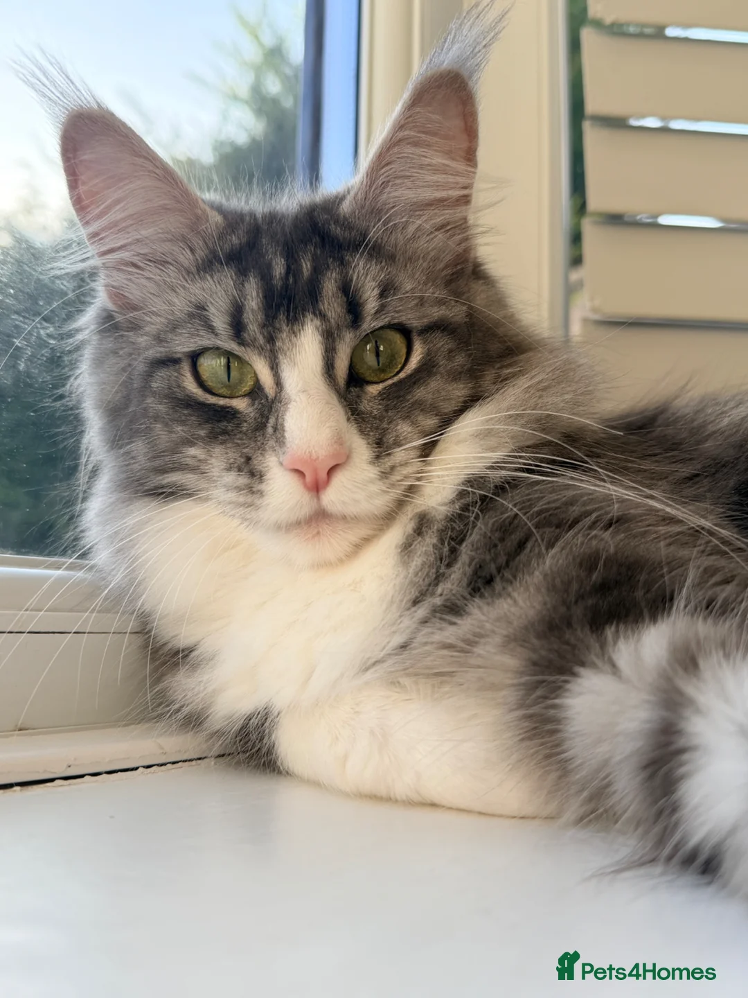 Maine Coon cats for sale: Maine coon sisters - Advert 5
