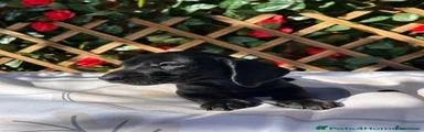 Miniature Dachshund 4