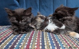 Ragdoll cats for sale: Ragdoll X ready to go! - Image 16