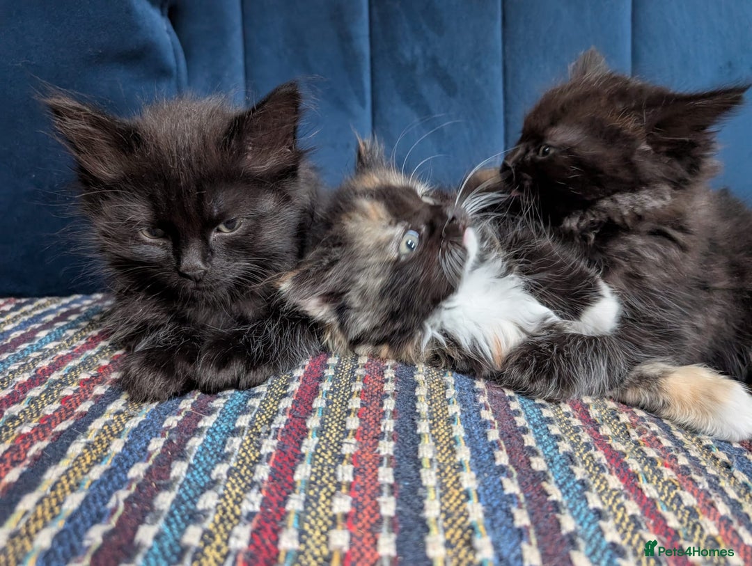 Ragdoll cats for sale: Ragdoll X ready to go! - Image 16