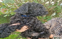 Cockapoo dogs for sale: VANASUZE SHOW TYPE F1b COCKAPOOS - Image 21