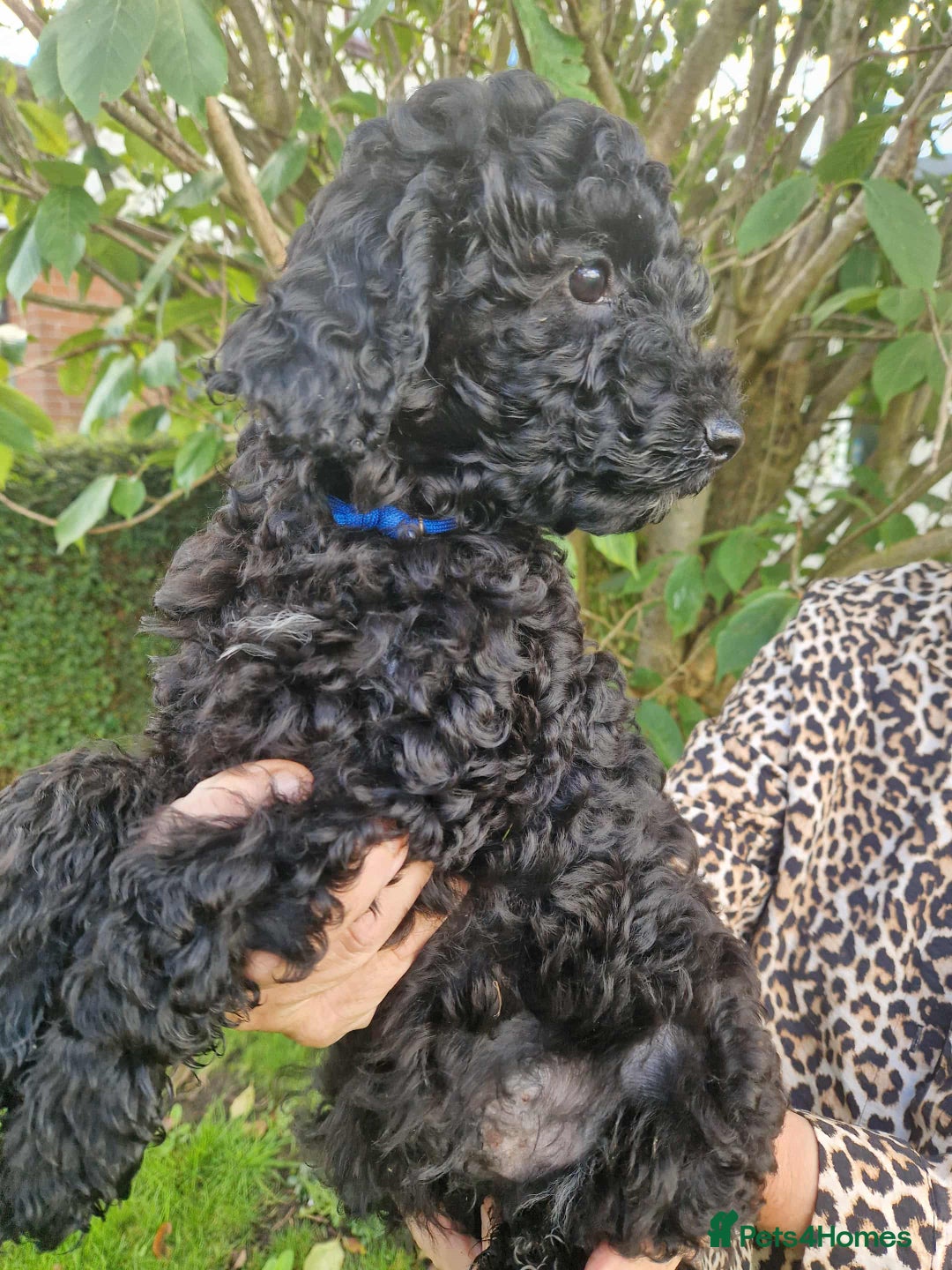 Cockapoo dogs for sale: VANASUZE SHOW TYPE F1b COCKAPOOS - Image 21