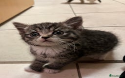 Mixed Breed cats for sale: Adorable mixed breed kittens  - Advert 31