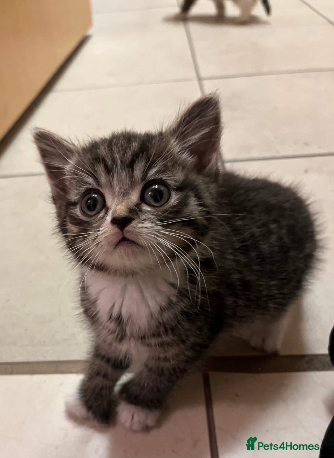 Mixed Breed cats for sale: Adorable mixed breed kittens  - Advert 31