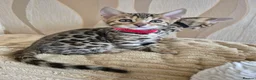 Bengal cats for sale: Bengal in Fraserburgh - Advert 13